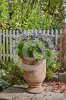 Flower pot with petunias growing in a white picket fence backyard or home garden in autumn on a patio. Beautiful