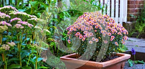 Flower pot with a pink daisy bush flowering outside in a lush green garden in spring. Wide angle closeup of overgrown