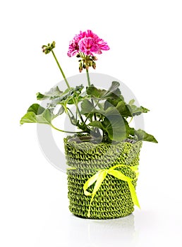 Flower pot with pink pelargonium isolated on white