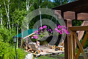 Flower pot Pink and purple bleeding heart blossoms hanging from a flower pot flower garden roof suspended