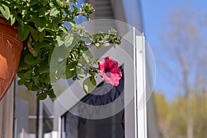 Flower pot with pink red petunia flowers dangling from the roof of the house in sunlight with copy space