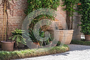 Flower pot with plant against brick wall in old european garden