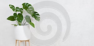 Flower pot with plant on grunge wall background with space