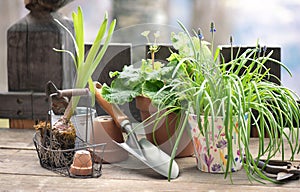 flower pot and plant with shovel on wooden table in balcony