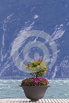 Flower pot with purple flowers on jetty on Lake Garda in portrait format