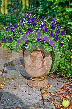 Flower pot with purple large white petunias growing in a backyard or home garden in autumn on a patio. Beautiful