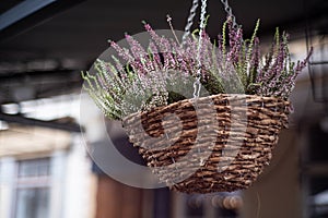 Flower pot on the roof of a summer cafe. Pretty purple hanging plant outside