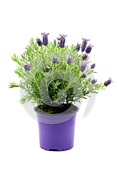Flower pot of Spanish lavender Lavandula stoechas on white iso photo