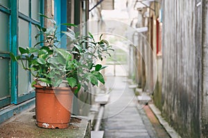 A flower pot standing on a window