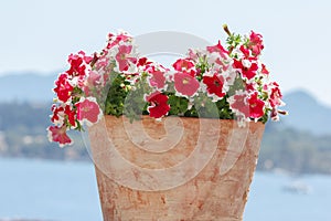 Flower Pot on Stone Wall