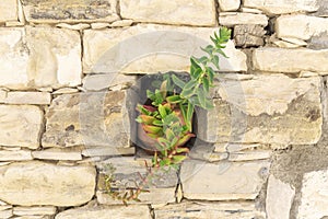 Flower pot with succulent in old yellow stone wall niche.Green potted plant