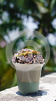 Flower pot of succulent plant on concrete wall with garden blurred background