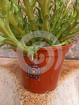 Flower in pot photo