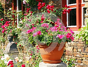 Flower pot in sunny garden