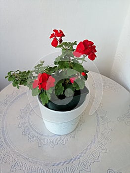 flower pot: to embellish..