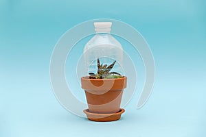 Flower pot with upcycled plastic bottle as a greenhouse. Reuse used items concept. Sustainable home gardening. Low waste