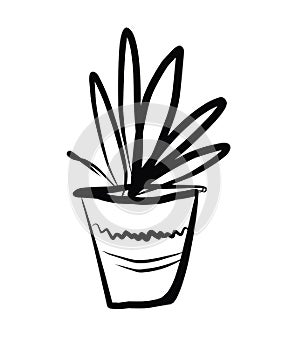 Flower in a pot.Vector picture drawn by hand from a set about home life and comfort. There are many household items and furniture.