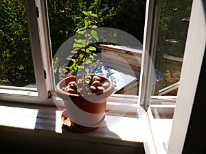 A flower pot with walnuts in a window