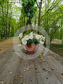 A flower pot with a white petunia on a brown wooden table in the park on Elagin Island in St. Petersburg