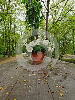 A flower pot with a white petunia on a brown wooden table in the park on Elagin Island in St. Petersburg