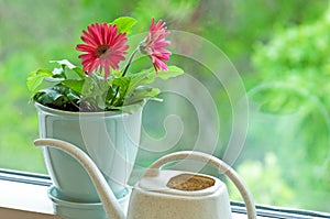 Flower pot on window sill photo