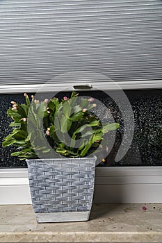 Flower in a pot on a windowsill, glass in drops of water