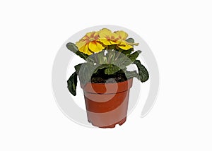 Flower pot with yellow flowers Primula Vulgaris isolated on white background