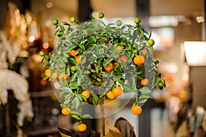 Flower pot with young mandarin tree with juicy leaves and orange fruits wrapped in golden papper