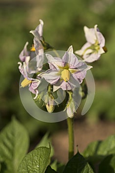 Flower of potato plant, Solanum tuberosum