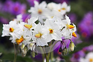 Flower of potato Solanum tuberosum