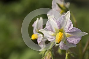 Flower of potato , Solanum tuberosum, Food root