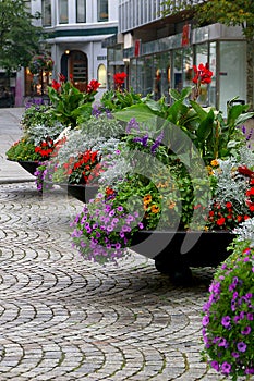 Flower Pots in full bloom