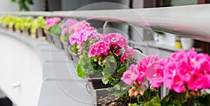 Flower pots with beautiful blooming geranium along balcony railing. Cozy summer balcony with many potted plants
