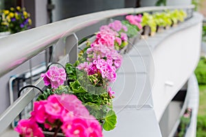 Flower pots with beautiful blooming geranium along balcony railing. Cozy summer balcony with many potted plants