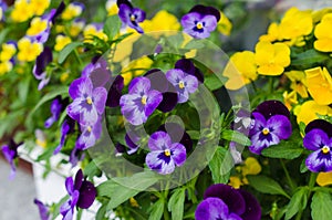 Flower pots with beautiful blooming pansies on balcony. Cozy summer balcony with many potted plants