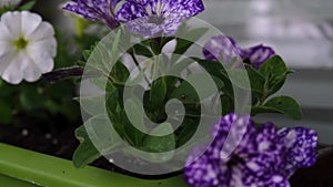 Flower pots with beautiful blooming petunia on balcony. Cozy summer balcony.