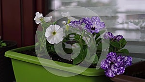 Flower pots with beautiful blooming petunia on balcony. Cozy summer balcony.