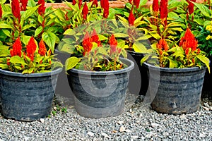 Flower Pots