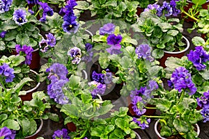 Flower pots with blue terry pansies in a greenhouse