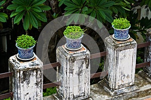Flower pots of bonsai in row