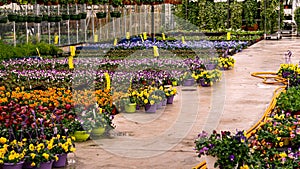 Flower pots with colorful pansies in a greenhouse