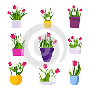 Flower pots with daisies, tulips and grass