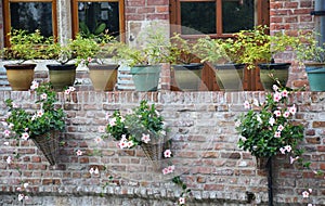 Flower pots hanging on the wall