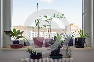 Flower pots on home window interior growing, east europe