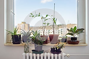 Flower pots on home window interior growing east europe