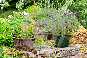 Flower pots with lavender and boxtree