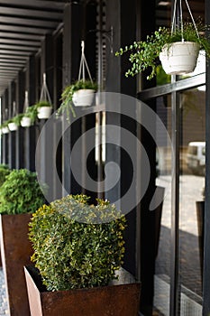 flower pots with leafy bushes and flowers tile pavement on a cafe terrace with a window on the facade of the building