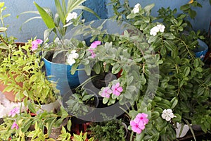Flower pots and leaves photo