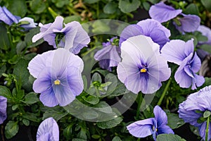 Flower pots with nice soft blue pansies in a greenhouse.