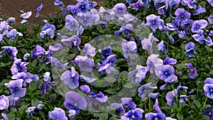 Flower pots with nice soft blue pansies in a greenhouse.